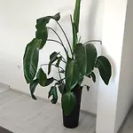 Destiny Apartman *