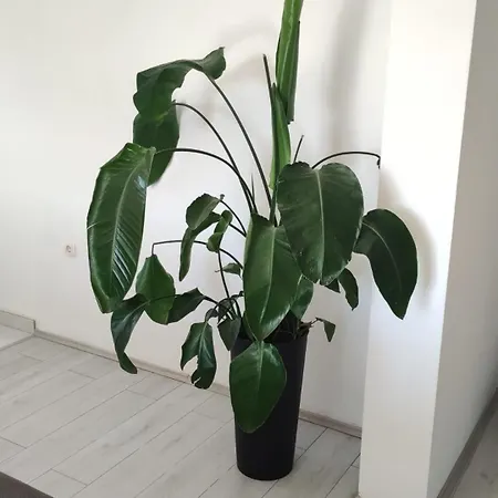 Destiny Apartman *